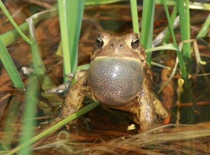 Photo by Tom Hodgson. American Toad with vocal sack expanding.