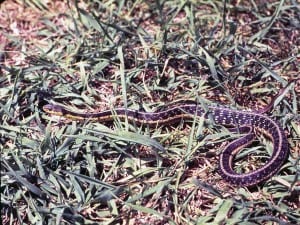 Photo by Tom Hodgson. Eastern Garter Snake.