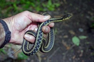 Photo by Tom Hodgson. Eastern garter snake in hand.