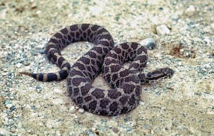 Photo by Tom Hodgson. Massasauga Rattlesnake.