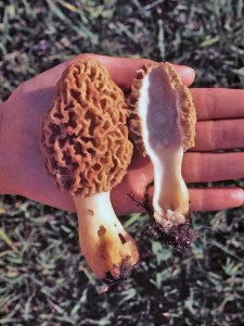 Photo by Tom Hodgson. Morels showing typical cap and hollow stem.