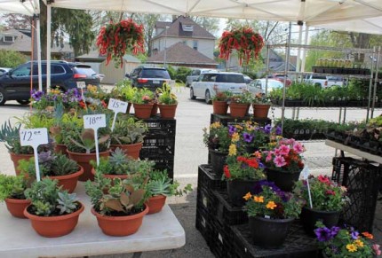 Hanging baskets, annuals and succulent bowls can be found at the Wednesday Bushel Basket Farmers Market. These are at Marks Farm booth. 