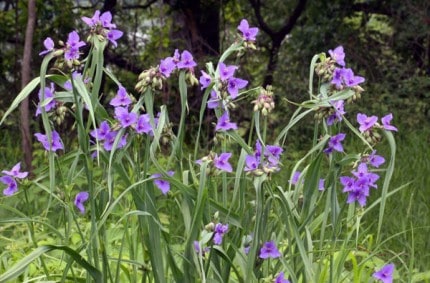 Photo by Tom Hodgson. A clump of spiderwort.