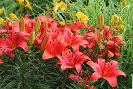 Some of the gorgeous daylillies at Reddeman Farms banquest and golf.