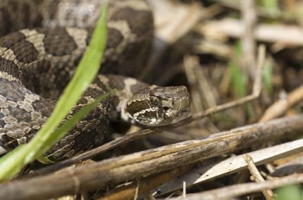 Courtesy photo. The only venomous snake species found in Michigan, the rare eastern massasauga rattlesnake is shy and avoids humans whenever possible.