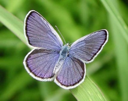 Courtesy photo from the Michigan Nature Association. Karner blue butterfly. 