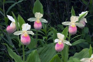Photo by Tom Hodgson. Lady's slippers growing in the marshy areas along Mill Lake. 