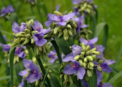 Photo by Tom Hodgson. Spiderwort with blossoms and buds.