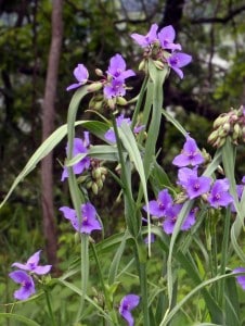 Photo by Tom Hodgson. Spiderwort showing spidery leaves.