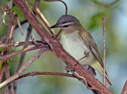 Photo by Tom Hodgson. Red-eyed Vireo.