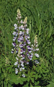 Photo by Tom Hodgson. Wild blue lupine showing leaves and blossoms.