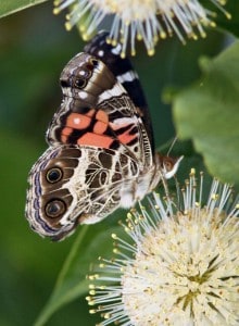 Photo by Tom Hodgson. American Painted Lady on a buttonbush.