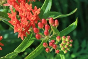 Photo by Tom Hodgson. Butterfly weed close-up.
