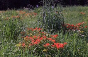 Photo by Tom Hodgson. Butterfly weed at Discovery Center prairie.