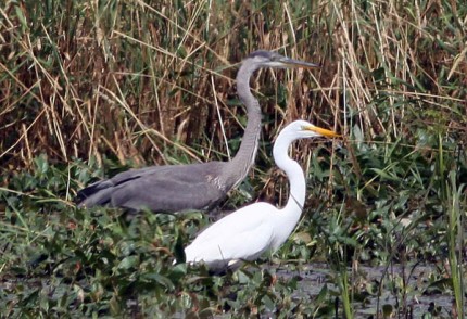 Photo by Tom Hodgson. Great Blue Heron and Great Egret feeding at Haehnle Pond.