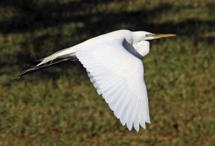 Photo by Tom Hodgson. Great Egret in flight.