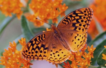 Photo by Tom Hodgson. Great Spangled Fritillary on butterfly weed.