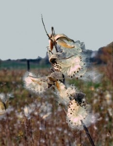 Photo by Tom Hodgson. Milkweed seeds ready to fly.