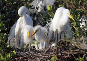 Photo by Tom Hodgson. Pair of Great Egrets with young in Florida.