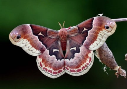 Photo by Tom Hodgson. Promethea moth.
