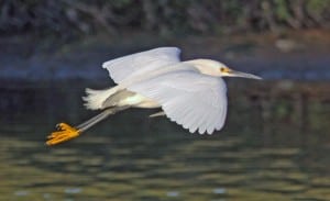 Photo by Tom Hodgson. Snowy Egret in flight.