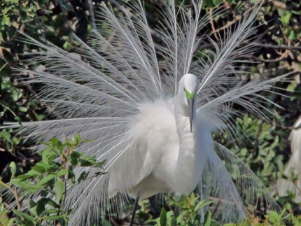 Photo by Tom Hodgson. Great Egret displaying breeding plumage.