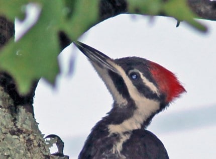 Photo By Tom Hodgson. Female with black mustache and less red on crest.