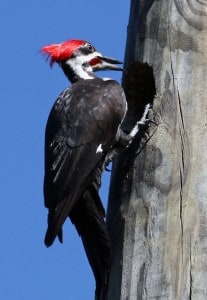 Photo By Tom Hodgson. Male pileated woodpecker at nesting cavity.