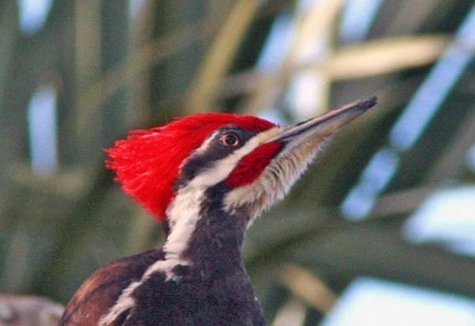 Photo by Tom Hodgson. Male pileated woodpecker with rd mustache.
