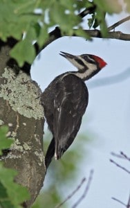 Photo by Tom Hodgson. Pileated female woodpecker.