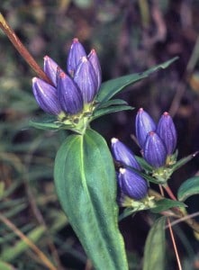 Photo by Tom Hodgson. Gentian with closed blossoms.