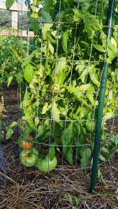 Courtesy photo. Tomatoes ripening.