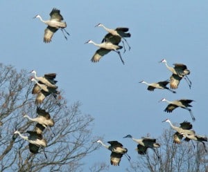 Photo by Tom Hodgson. Sandhill cranes landing at Haehnle Sanctuary.