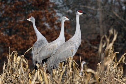 Photo by Tom Hodgson. Three sandhill cranes.