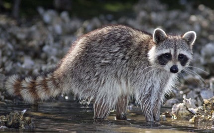 Photo by Tom Hodgson. Raccoon are still active this winter.