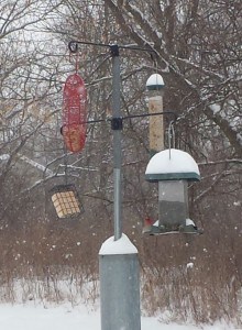 Photo by Jennifer Fairfield. Bird feeders in winter.