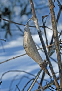 Photo by Tom Hodgson. Promethea cacoon in winter. 
