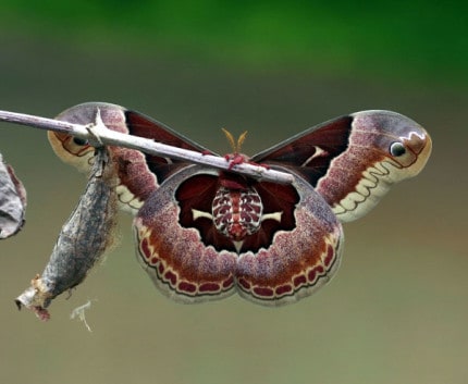 Photo by Tom Hodgson. Promethea female moth recently emerged.