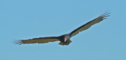 Photo by Tom Hodgson. Adult turkey vulture in flight.
