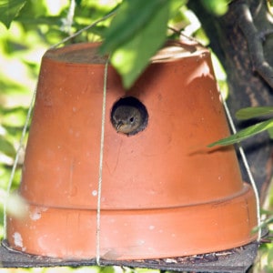 Photo by Tom Hodgson. House wren in a flower pot nest box. 