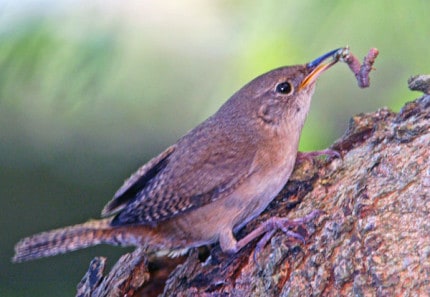 Photo by Tom Hodgson. House wren with worm. 