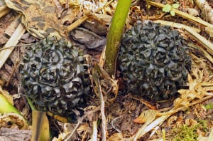 Photo by Tom Hodgson. Skunk cabbage fruit clusters seen in August.