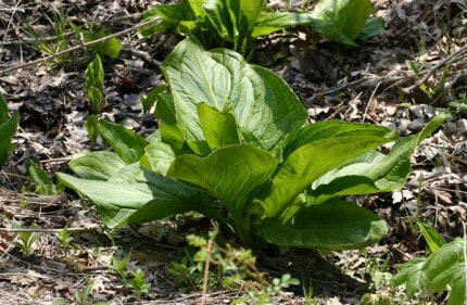 Photo by Tom Hodgson. Skunk cabbage leaves unfurl in late April.