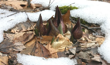 Photo by Tom Hodgson. Skunk cabbage melting its way through the snow in February.