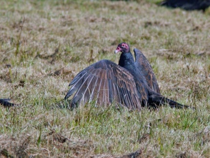 Photo by Tom Hodgson. Turkey vulture warming its wings.