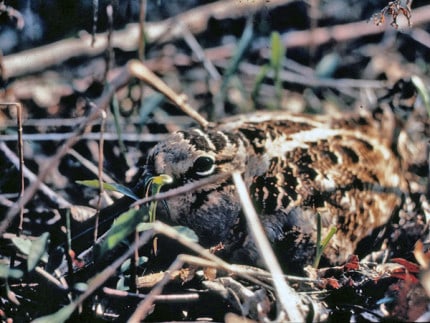 Photo by Tom Hodgson. A female woodcock sitting on her nest. 