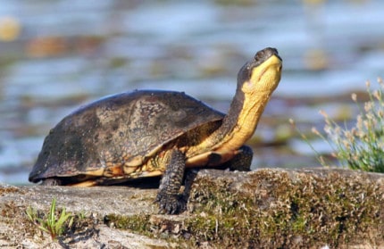 Photo by Tom Hodgson. Blanding's turtle showing yellow chin and throat. 