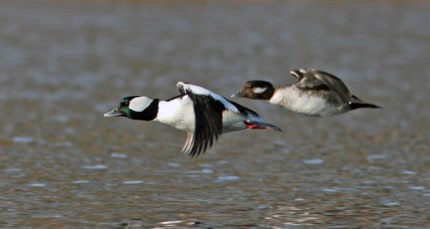 Photo by Tom Hodgson. Bufflehead pair in flight.