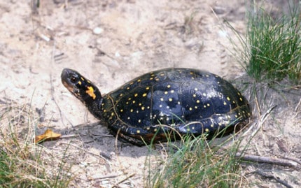 Photo by Tom Hodgson. The Spotted Turtle. 