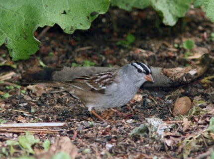 Photo by Tom Hodgson. White Crowned sparrow.